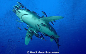 Oceanic White Tip by Henrik Gram Rasmussen 